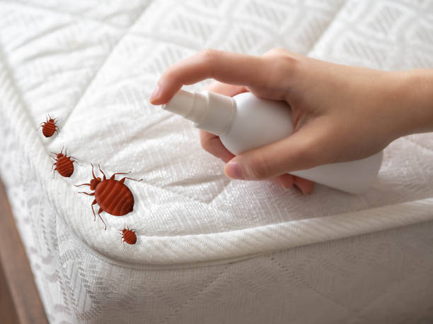 Best Flea Control Services  in Windermere, FL